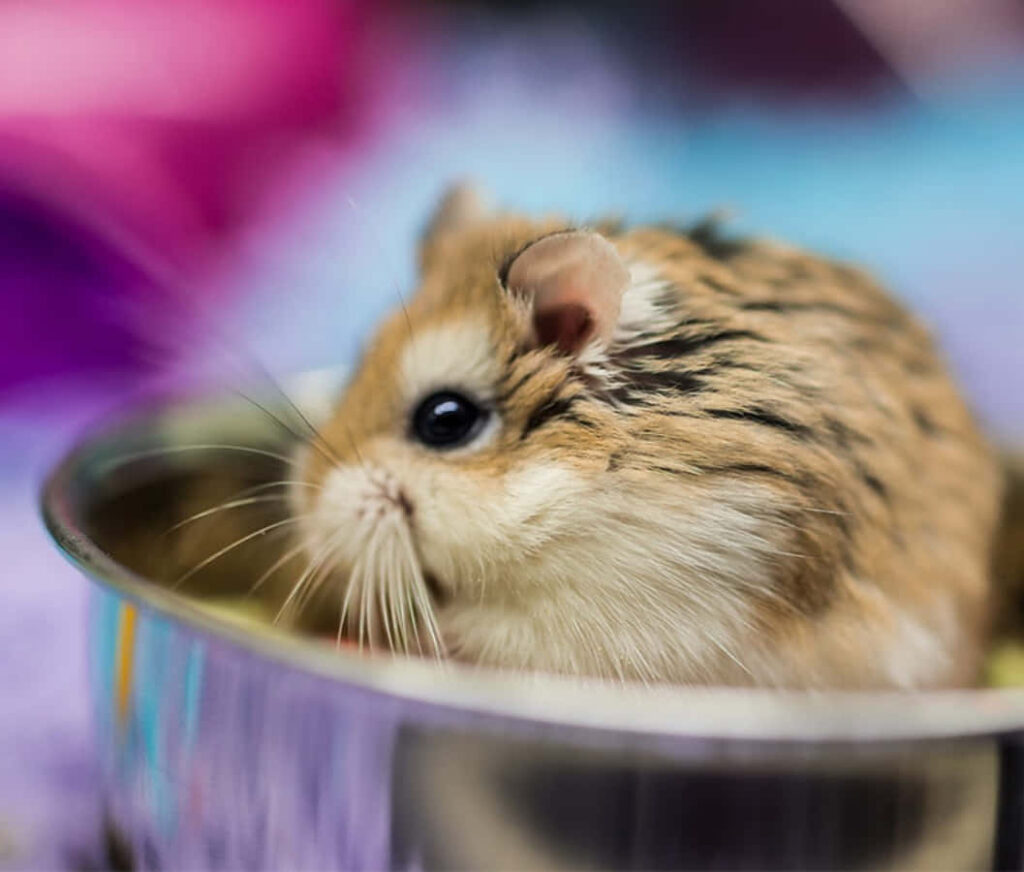 Adorable Hamster in Silver Bowl: Colorful Background Wallpaper