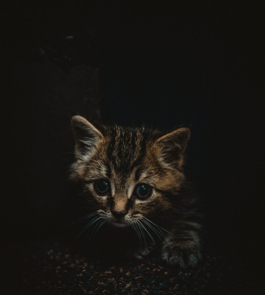 Adorable Brown Kitten Wallpaper: Curious Eyes on Dark Background