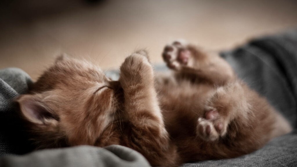 Charming Brown Kitten Wallpaper - Playful & Adorable Background