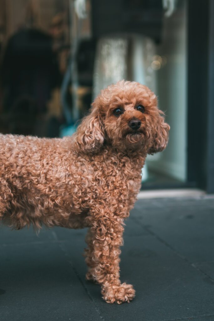 Charming Brown Poodle on Sidewalk: Urban Pet Portrait Wallpaper