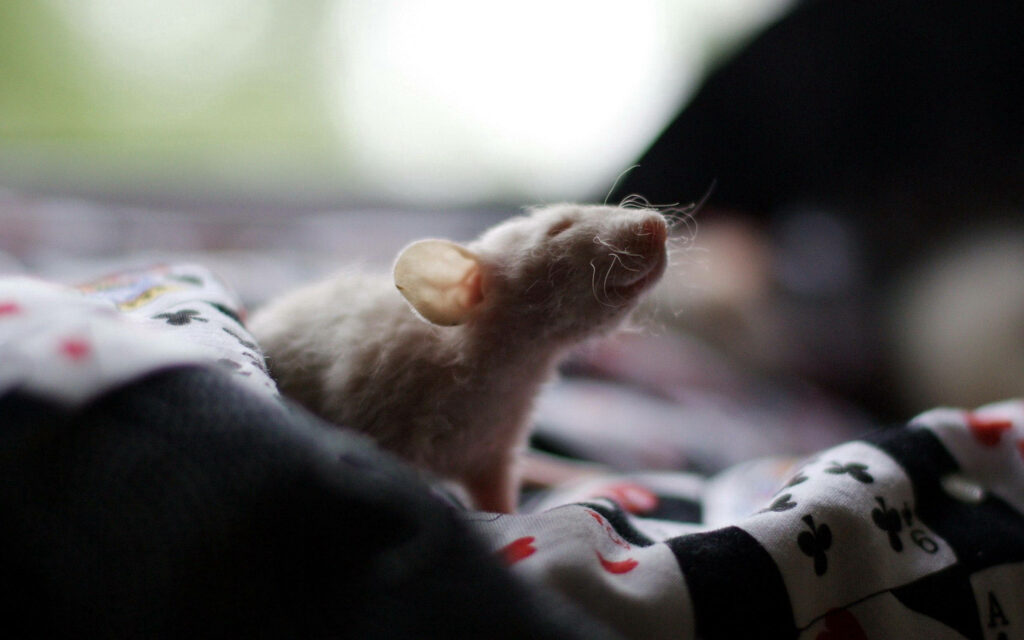 Adorable Brown Rat on Cozy Patterned Fabric Wallpaper Background