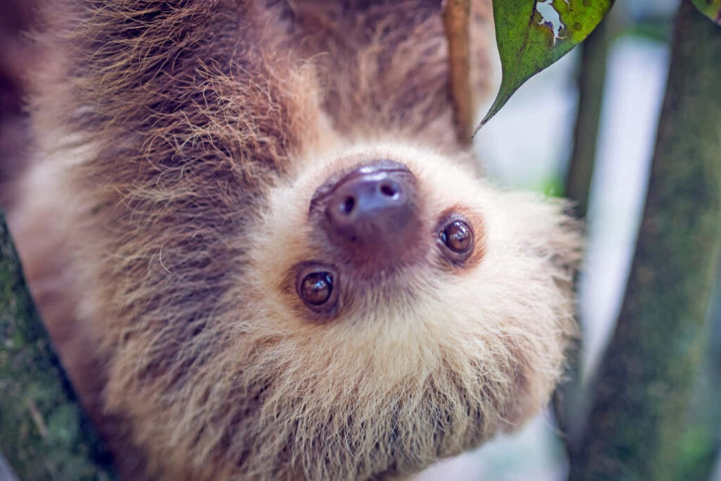 Adorable Brown Sloth Close-Up Wallpaper in Lush Greenery