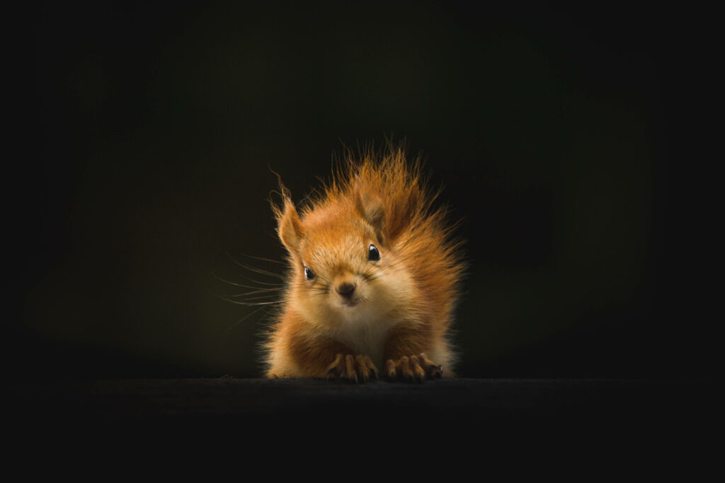 Charming Brown Squirrel Wallpaper - Cute Animal Background