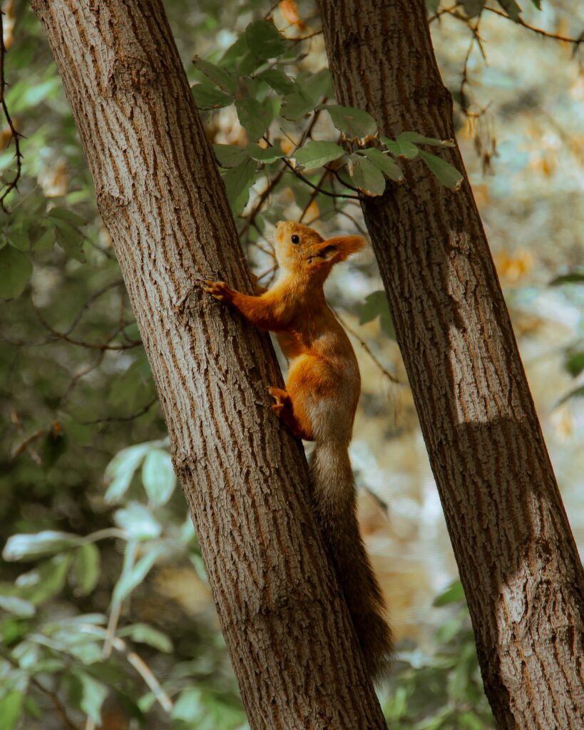 Adorable Brown Squirrel on Tree Trunk Amidst Lush Green Leaves Wallpaper