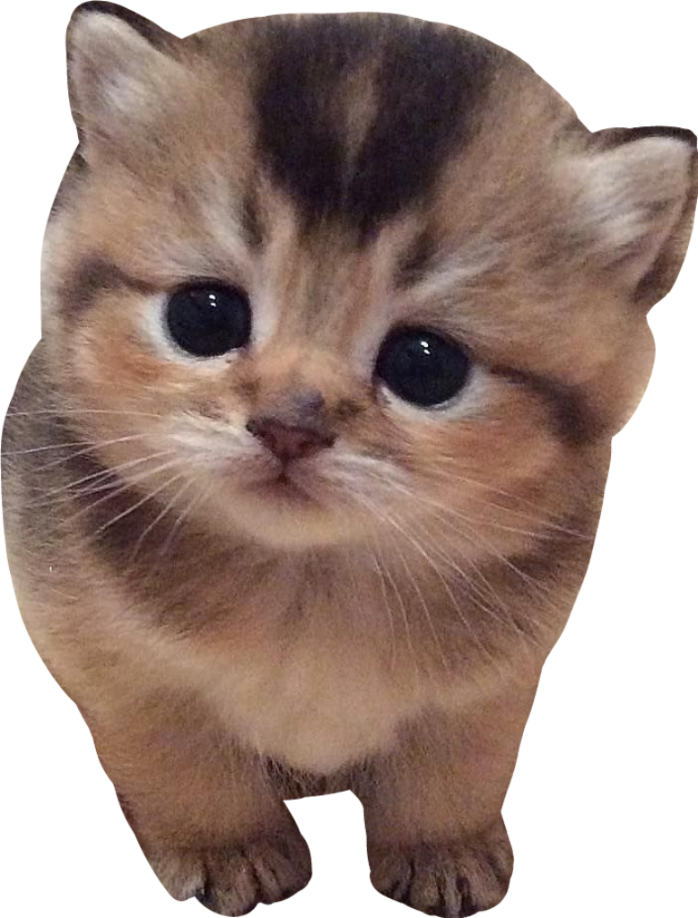 Adorable Brown Tabby Kitten PNG Wallpaper for Versatile Designs
