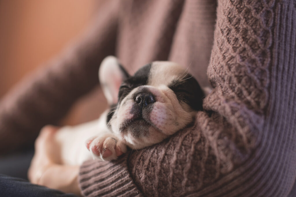Charming Bulldog Wallpaper: Peaceful Sleep Scene in Close-Up