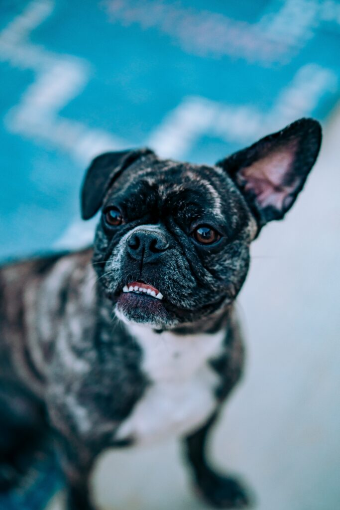 Adorable Bulldog Wallpaper: Humorous & Charming Background for Pet Lovers