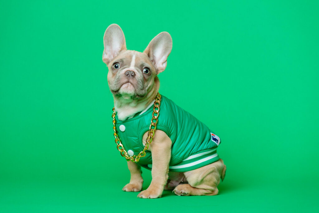 Charming Bulldog in Green Shirt & Gold Chain - Playful Wallpaper