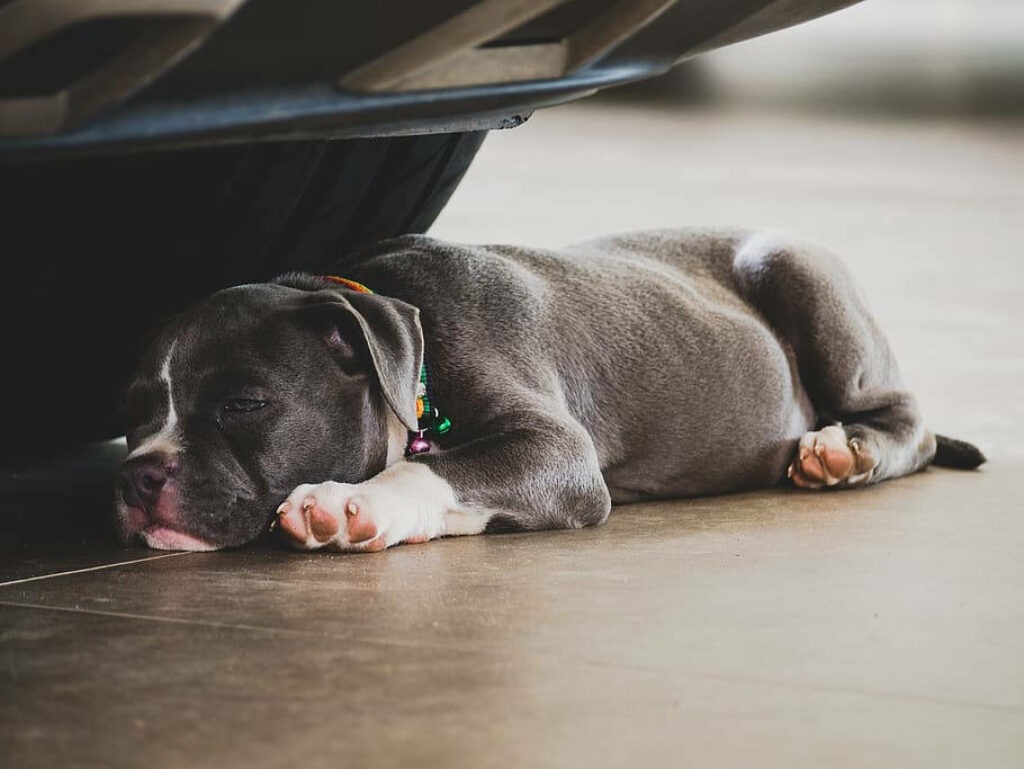 Adorable Bully Puppy Resting Under Car - Heartwarming Wallpaper