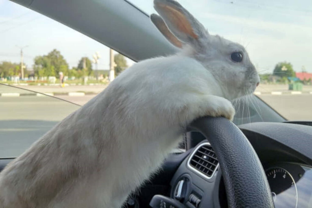 Adorable Bunny Driving Car Wallpaper – Fun & Charming Background