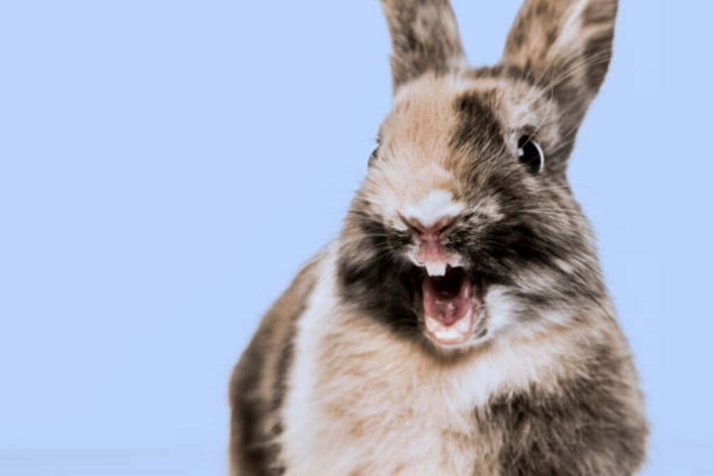 Adorable Bunny Wallpaper: Cute Surprise on Soft Blue Background