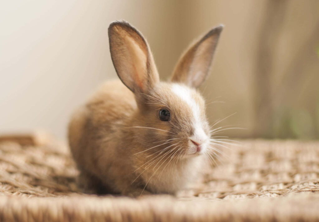 Adorable Bunny Wallpaper: Soft Background for a Serene Atmosphere