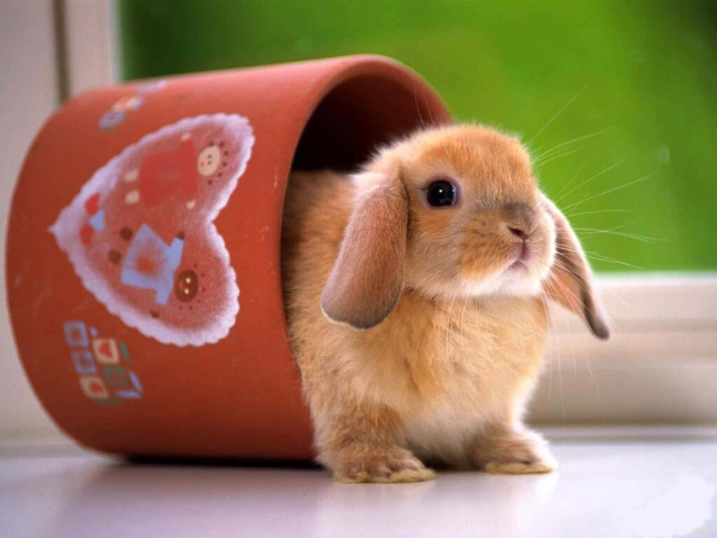 Adorable Bunny in Heart Container - Cheerful Wallpaper Background