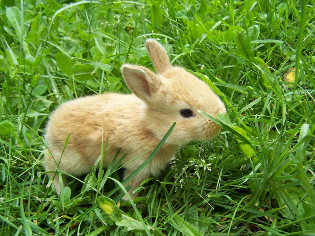 Adorable Bunny in Lush Green Grass - Serene Desktop Background Wallpaper