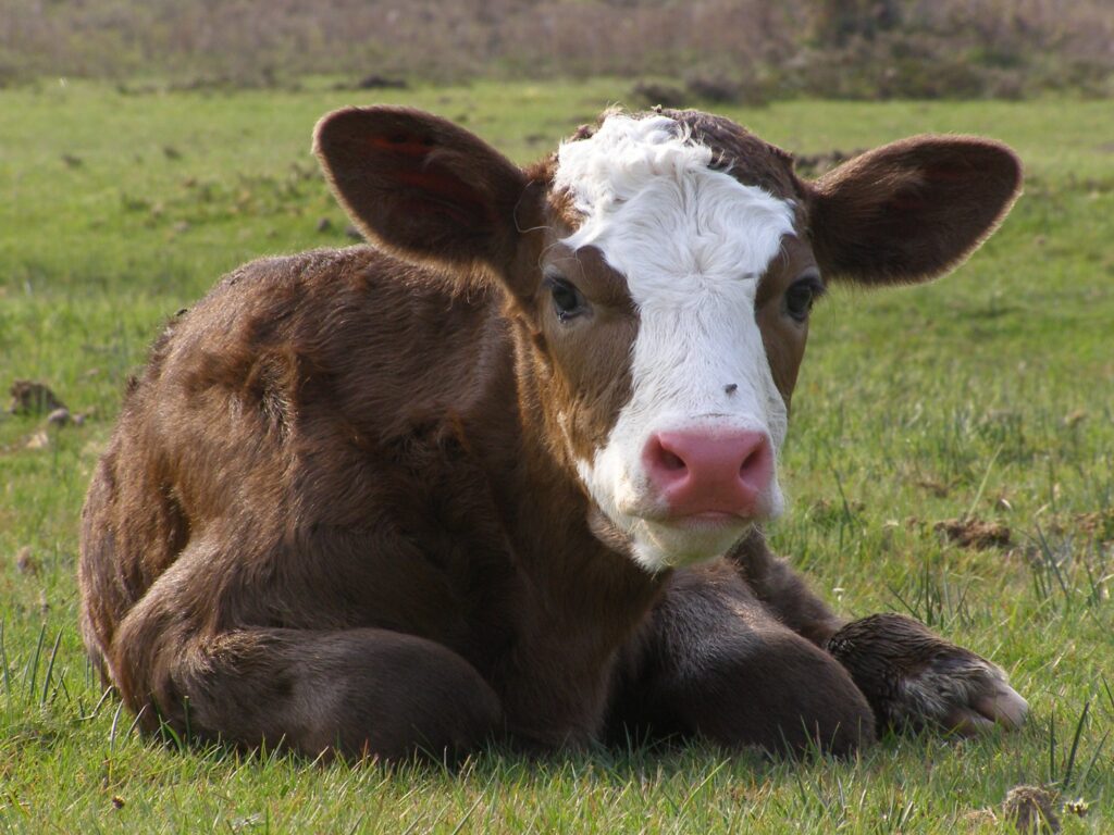 Adorable Calf Resting in Lush Green Field - Charming Rural Wallpaper
