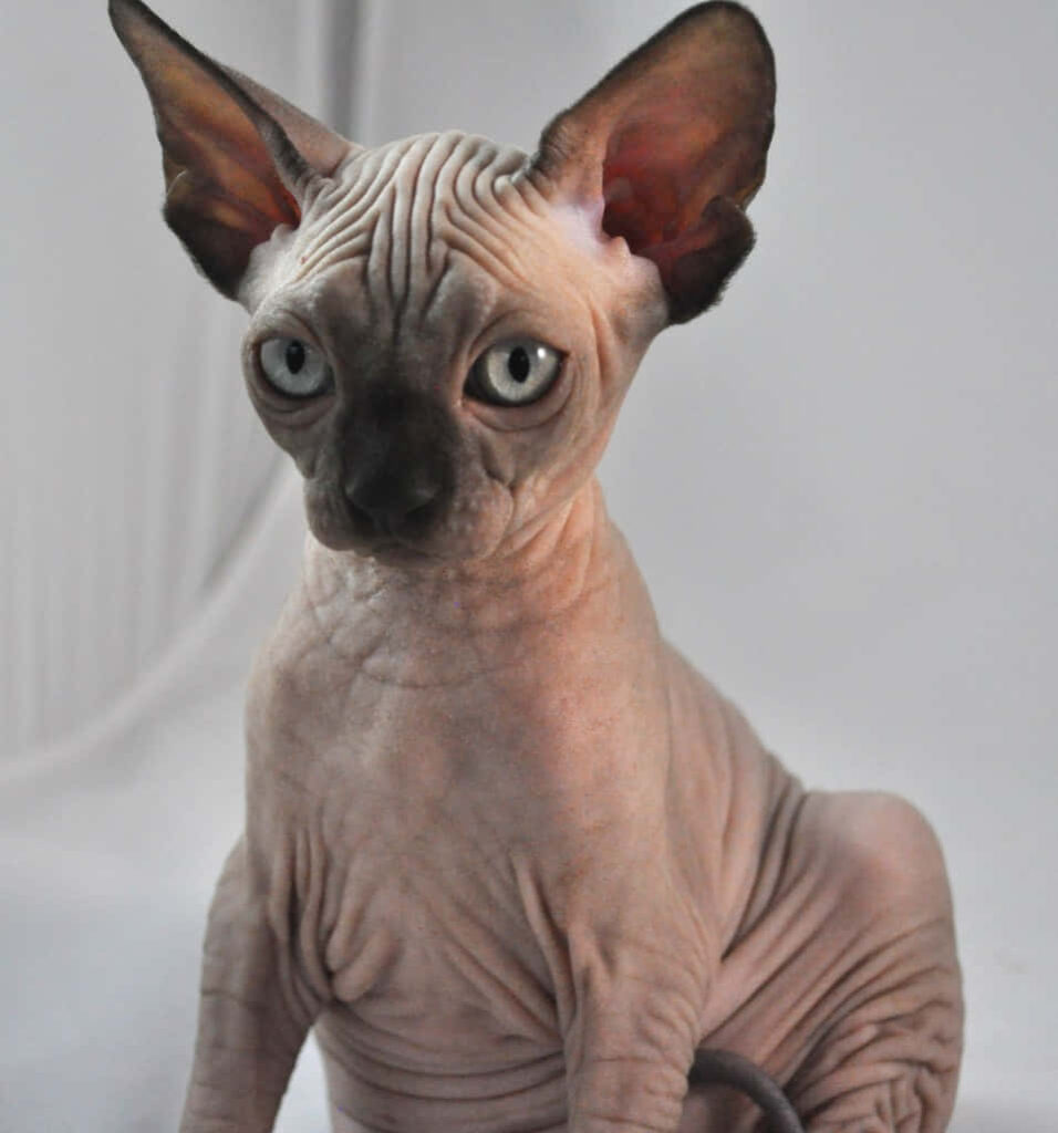 Charming Canadian Sphynx Cat Wallpaper on Cozy Blanket