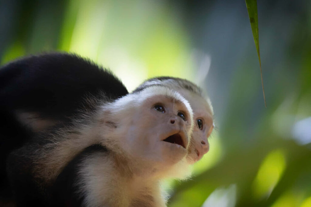 Adorable Capuchin Monkey Infant Wallpaper in Lush Greenery
