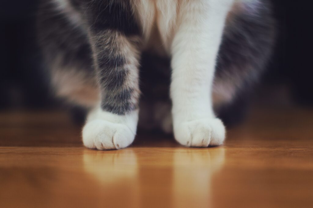 Adorable Cat Paws on Smooth Wood: Perfect for Cat Lovers Wallpaper