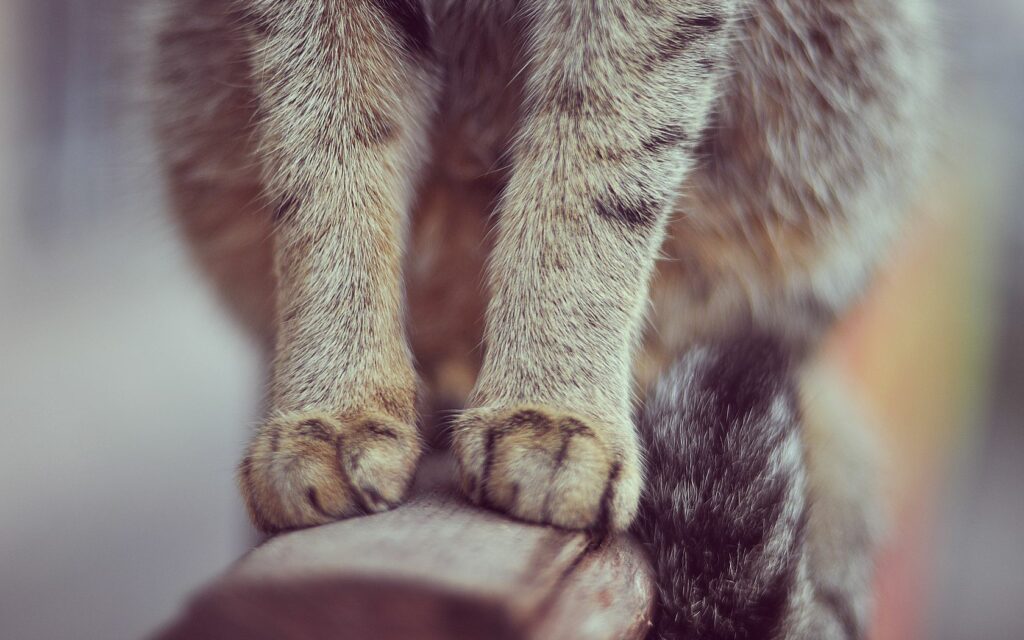 Adorable Cat Paws on Wooden Surface - Furry Texture and Warmth Wallpaper