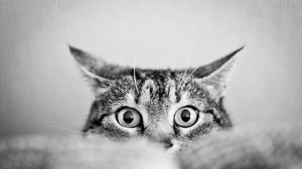 Adorable Cat Peeking: Black and White Playful Wallpaper Background