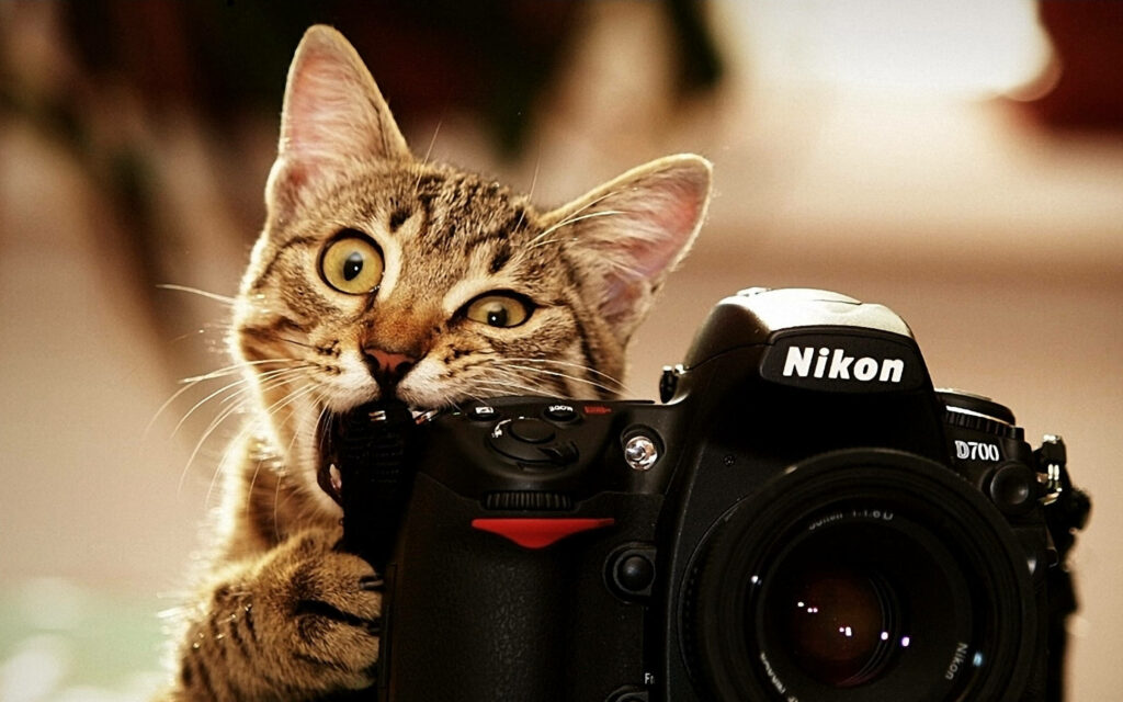 Charming Cat Plays with Nikon DSLR: Adorable Wallpaper Background