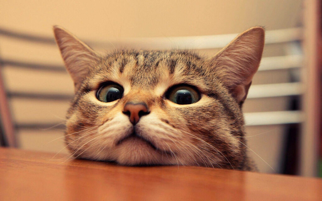 Charming Cat Wallpaper: Amusing Feline Peeking with Curious Eyes