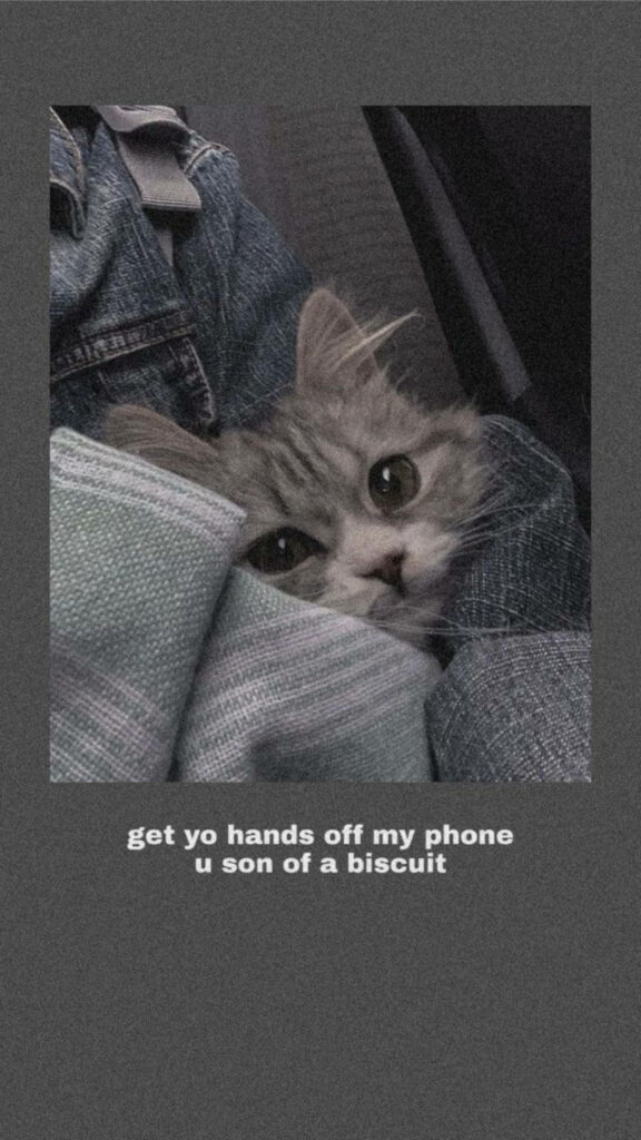 Cozy Cat Peeking Wallpaper: Cute & Funny Cozy Background