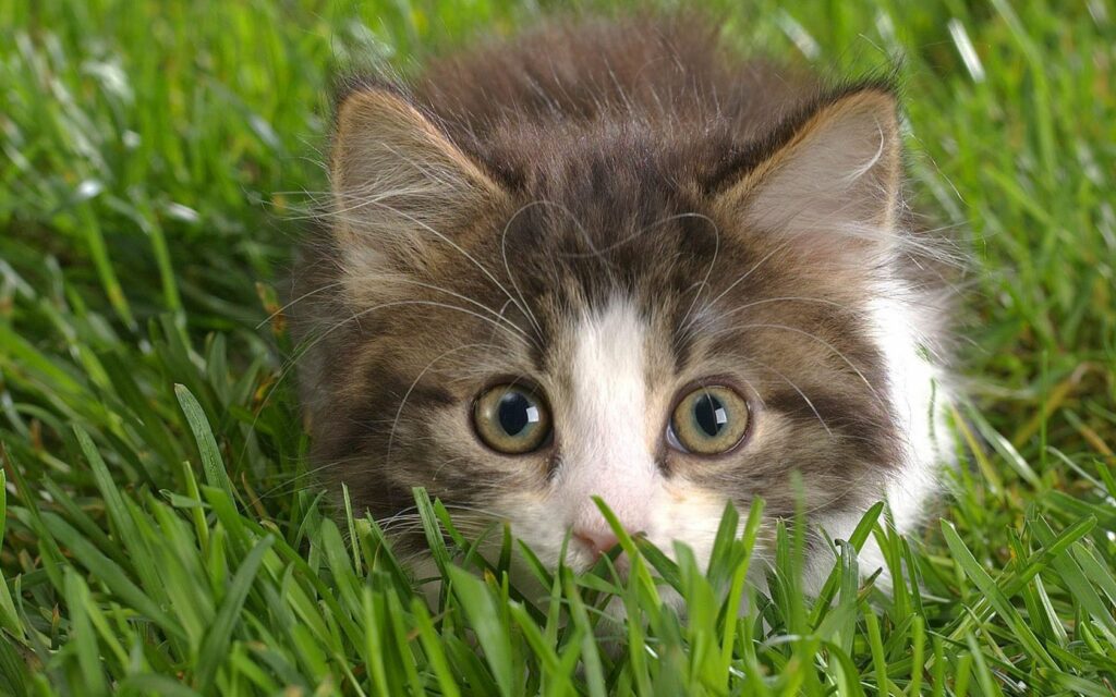 Adorable Cat Wallpaper: Playful Feline Lurking in Lush Grass