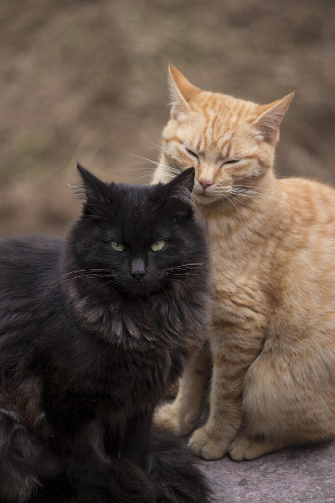 Adorable Cats: Fluffy Black & Orange Tabby Companionship Wallpaper