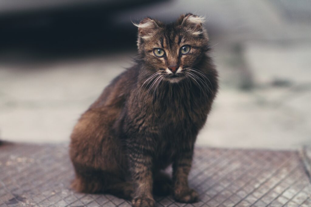 Fluffy Cat Wallpaper: Adorable Feline with Curious Eyes
