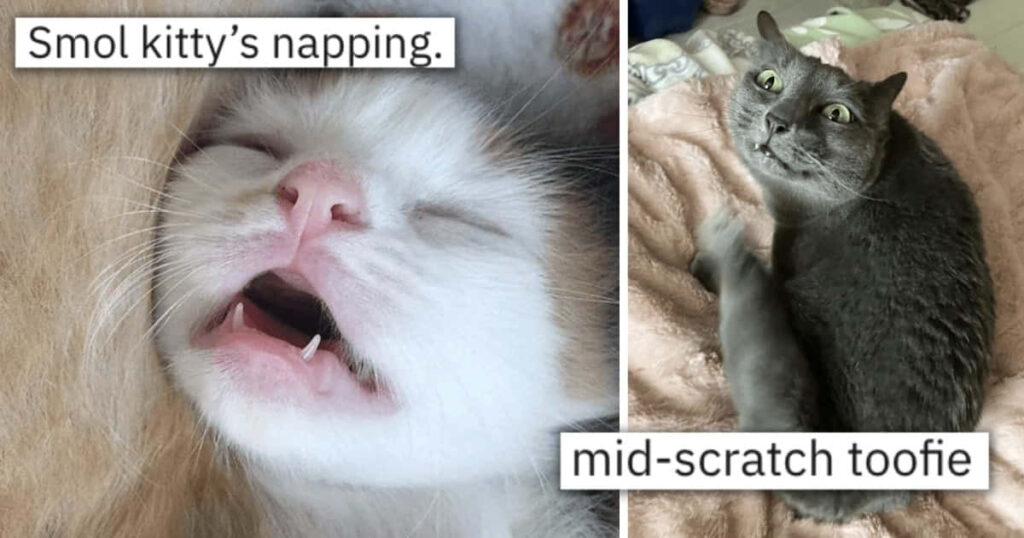 Adorable Cat Wallpaper: Napping & Playful Cats for Cat Lovers