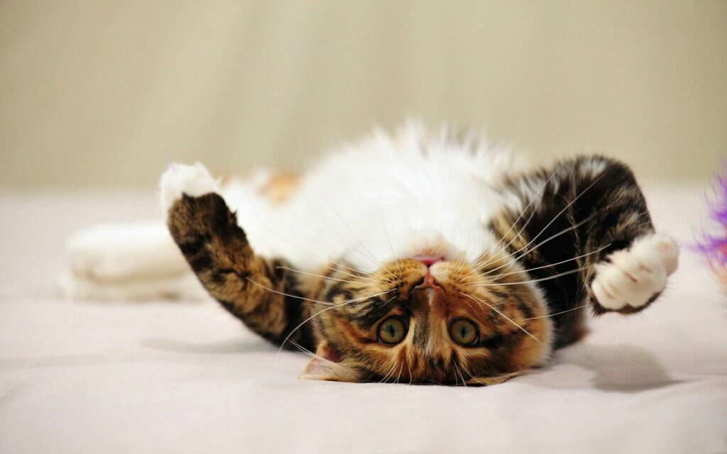 Playful Spotted Cat Wallpaper: Relaxed Pose & Charming Expression