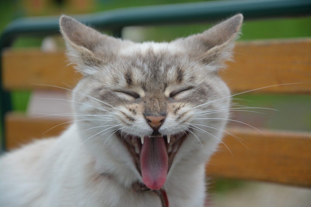 Close-Up Cat Yawning Wallpaper: Relaxation on a Bench