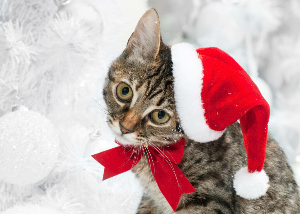 Adorable Cat in Santa Hat - Festive Christmas Wallpaper Background