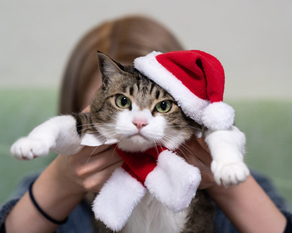 Playful Cat in Santa Hat | Festive New Year's Wallpaper Background