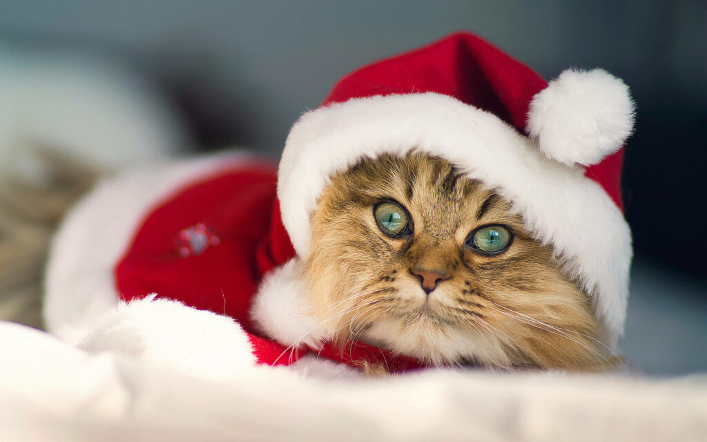 Adorable Santa Cat Wallpaper for a Festive Holiday Screen
