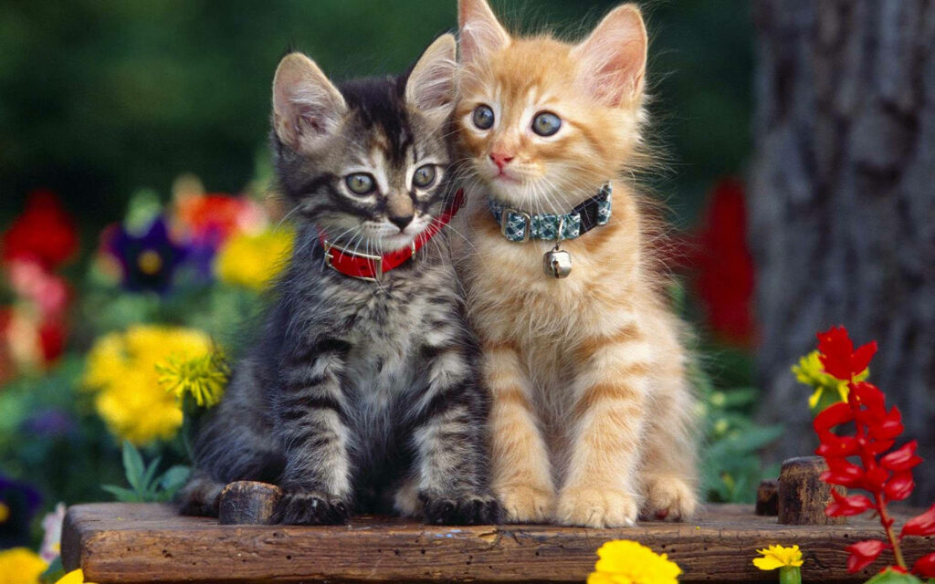 Adorable Cats on a Bench in a Colorful Garden - Wallpaper Background