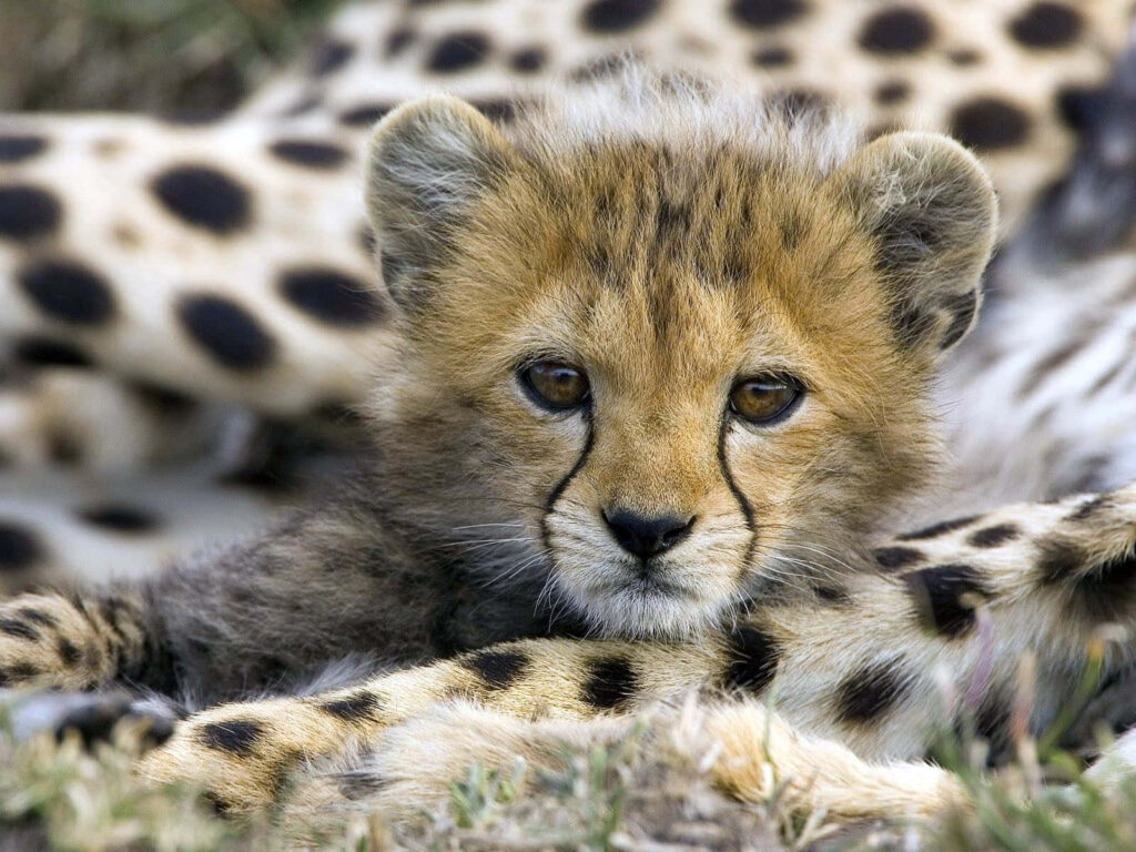 Adorable Cheetah Cub Close-Up Wallpaper: Curiosity in Nature