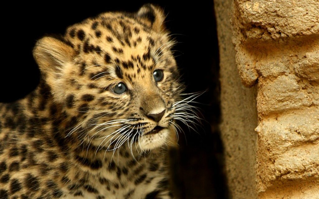 Adorable Cheetah Cub Peeking Wallpaper with Expressive Eyes