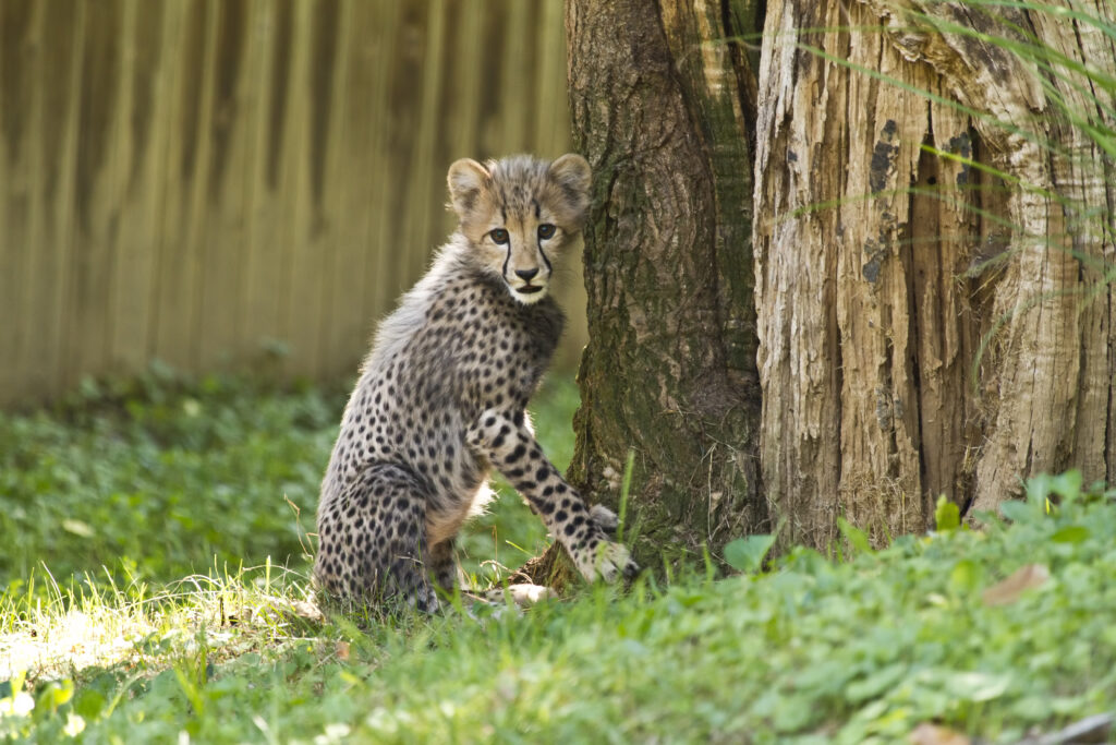 Cute Cheetah Cub Playfully Leaning on Tree in Lush Green Background Wallpaper