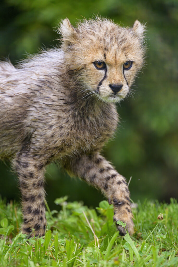 Charming Cheetah Cub in Lush Green Grass - Wild Elegance Wallpaper
