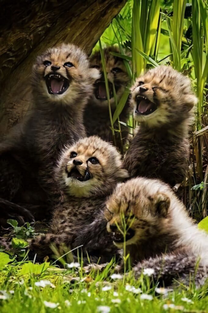 Adorable Cheetah Cubs Playfully Exploring Lush Greenery Wallpaper