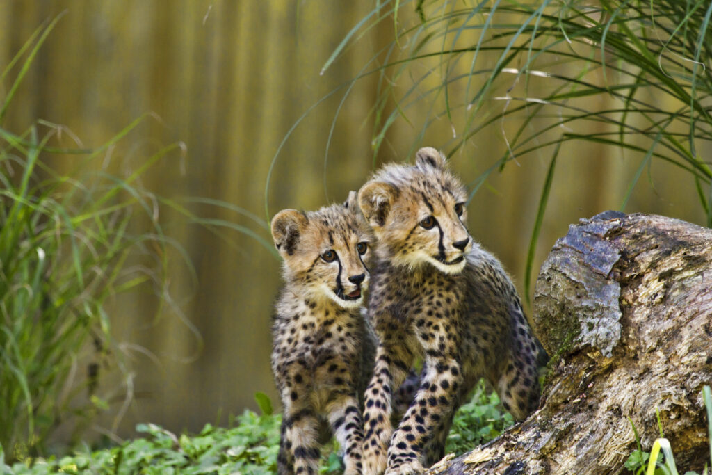 Adorable Cheetah Cubs Exploring Lush Greenery Wallpaper