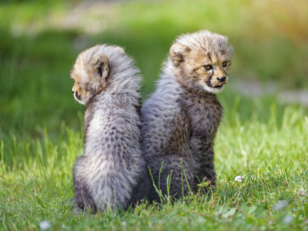 Adorable Cheetah Cubs Playfully Posing in Lush Green Background Wallpaper