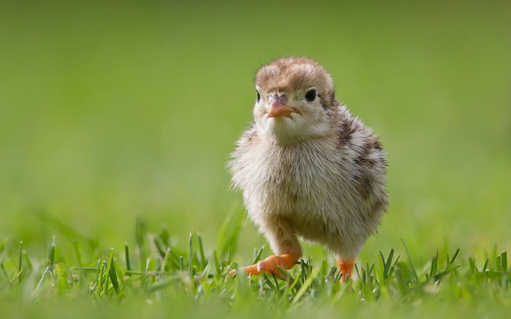 Charming Chick Walking in Lush Green Field - Soft Focus Wallpaper