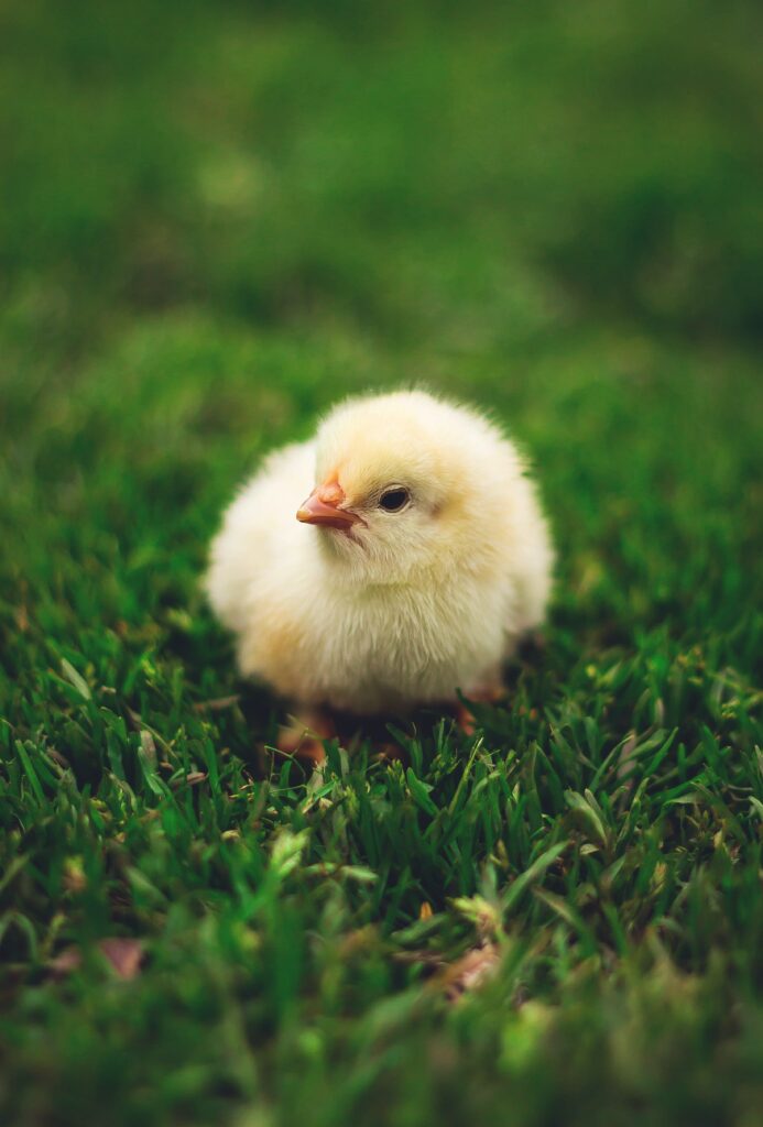 Adorable Fluffy Chick on Lush Green Grass - Charming Wallpaper