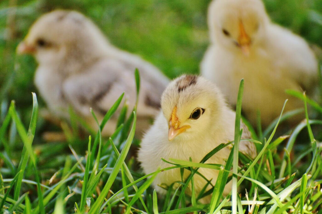 Charming Chicks in Lush Green Grass - Heartwarming Wallpaper
