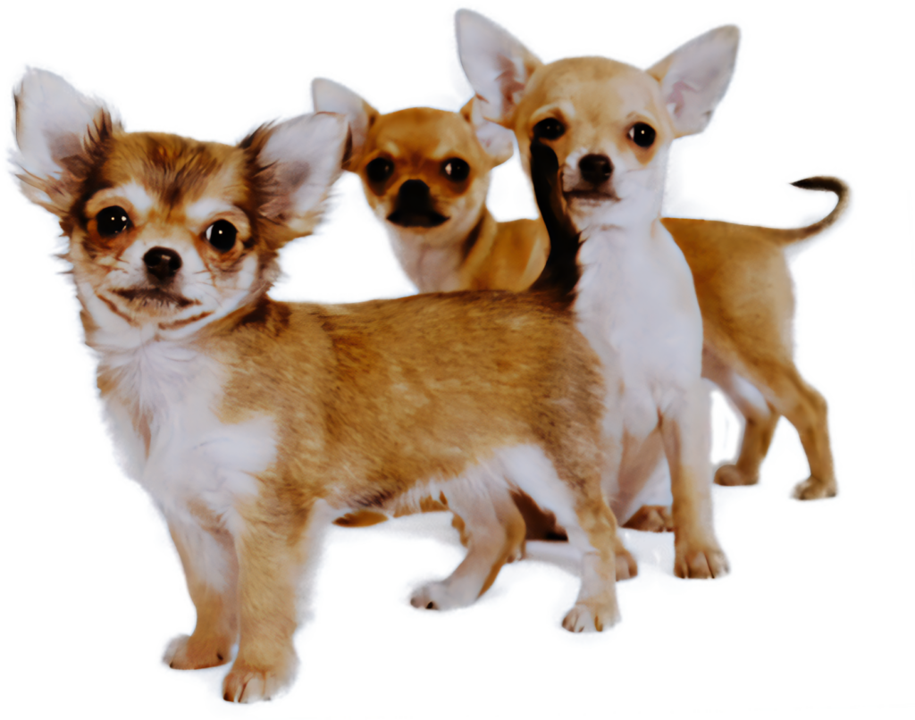 Three Adorable Chihuahua Puppies in Cute Playful Poses - Perfect Wallpaper