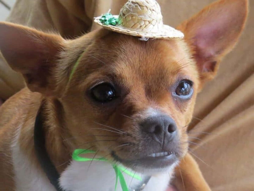 Adorable Chihuahua in Straw Hat - Humorous Close-Up Wallpaper