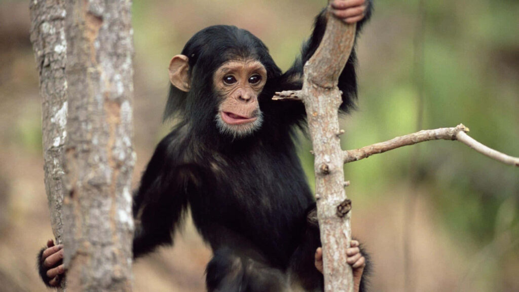 Cheeky Young Chimpanzee Playfully Hanging in Lush Forest Wallpaper